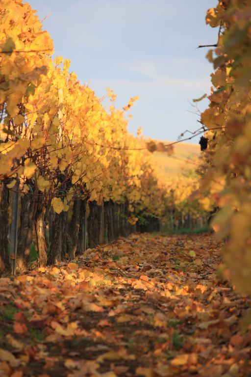 Gites Des Dix Vins Dangolsheim Екстериор снимка